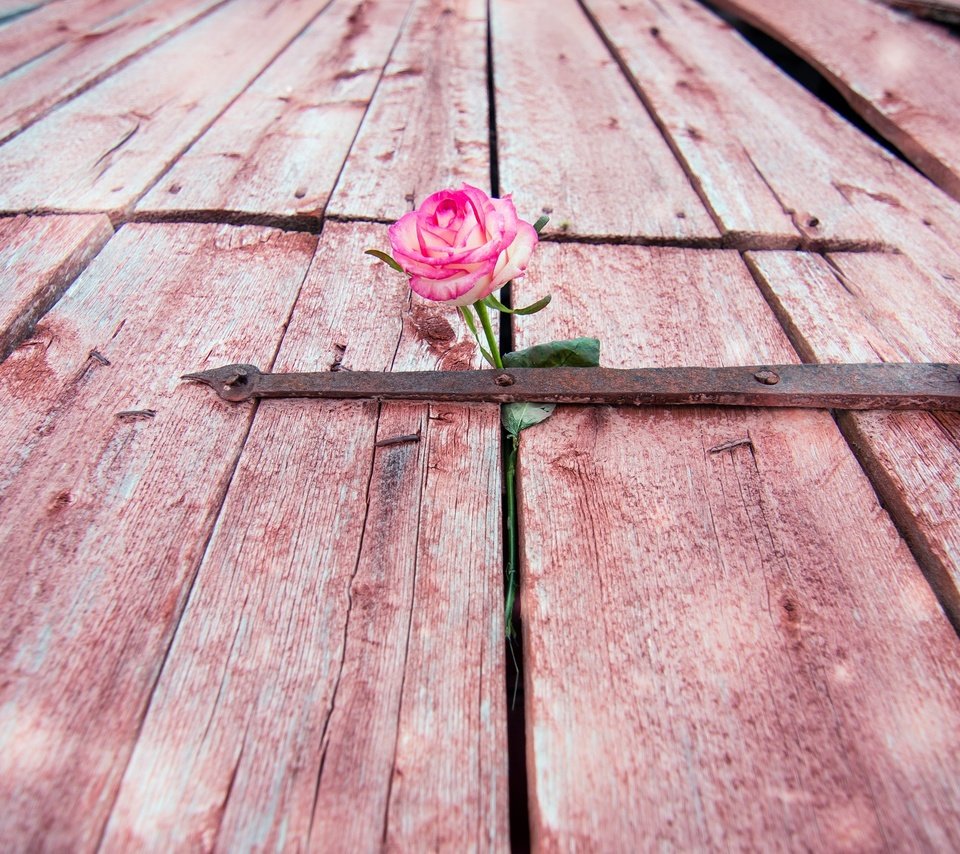 Обои цветок, роза, дверь, flower, rose, the door разрешение 2560x1541 Загрузить