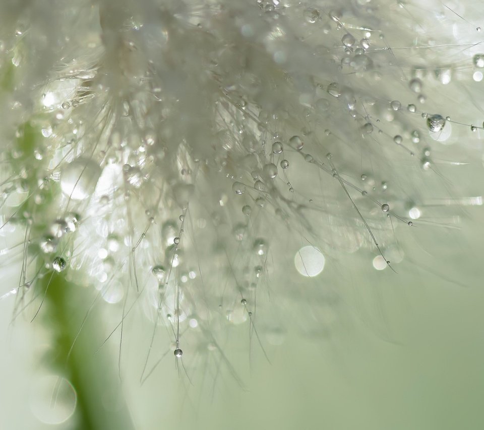 Обои макро, цветок, капли, одуванчик, пушинки, былинки, macro, flower, drops, dandelion, fuzzes, blade разрешение 2048x1212 Загрузить