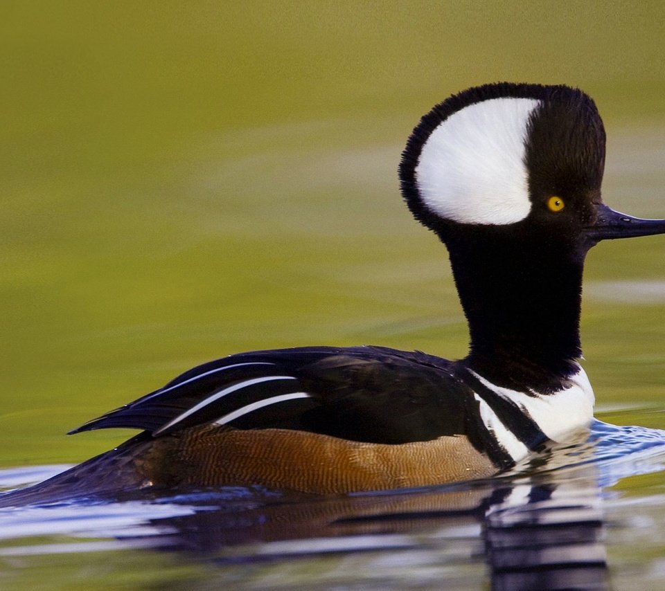 Обои птица, сша, южная каролина, хохлатый крохаль, bird, usa, south carolina, crested merganser разрешение 1920x1080 Загрузить