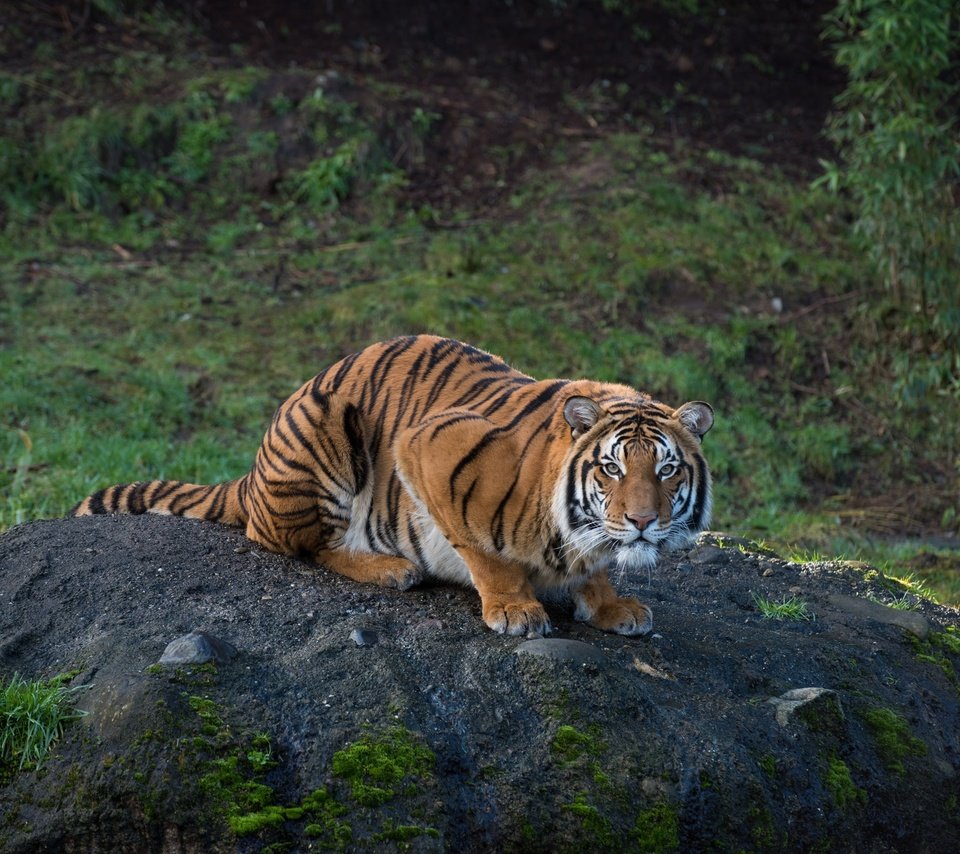Обои бугор, тигр, природа, смотрит, взгляд, хищник, сидит, полосатый, растительность, tiger, nature, looks, look, predator, sitting, striped, vegetation разрешение 2048x1367 Загрузить