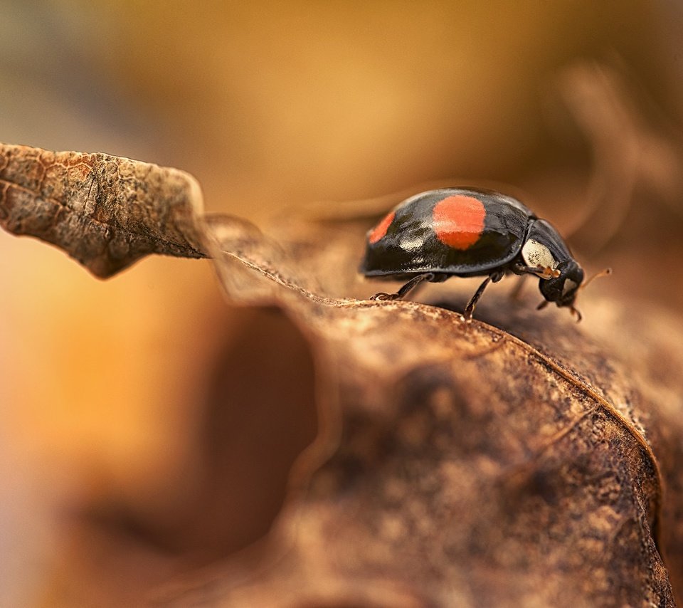 Обои природа, макро, насекомое, фон, осень, лист, божья коровка, nature, macro, insect, background, autumn, sheet, ladybug разрешение 2048x1367 Загрузить