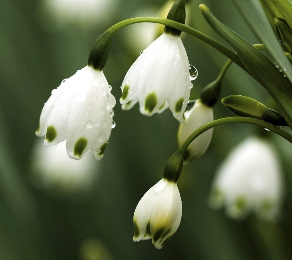 Обои цветы, природа, макро, роса, ландыши, весна, flowers, nature, macro, rosa, lilies of the valley, spring разрешение 2048x1333 Загрузить