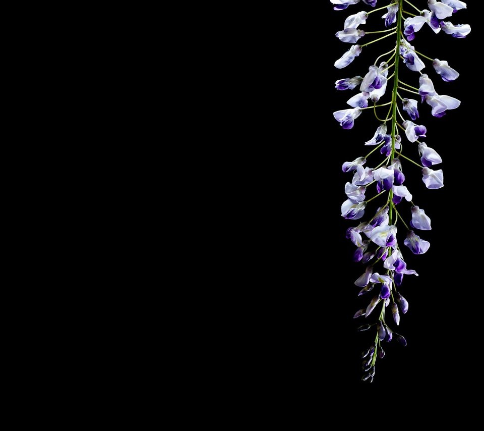 Обои цветок, черный фон, глициния, вистерия, flower, black background, wisteria разрешение 2048x1365 Загрузить