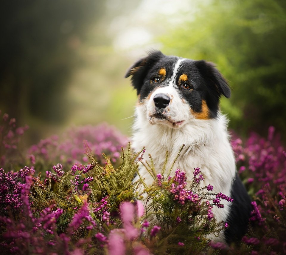 Обои цветы, природа, собака, животное, пес, травы, dackelpuppy, blake, flowers, nature, dog, animal, grass разрешение 2048x1367 Загрузить