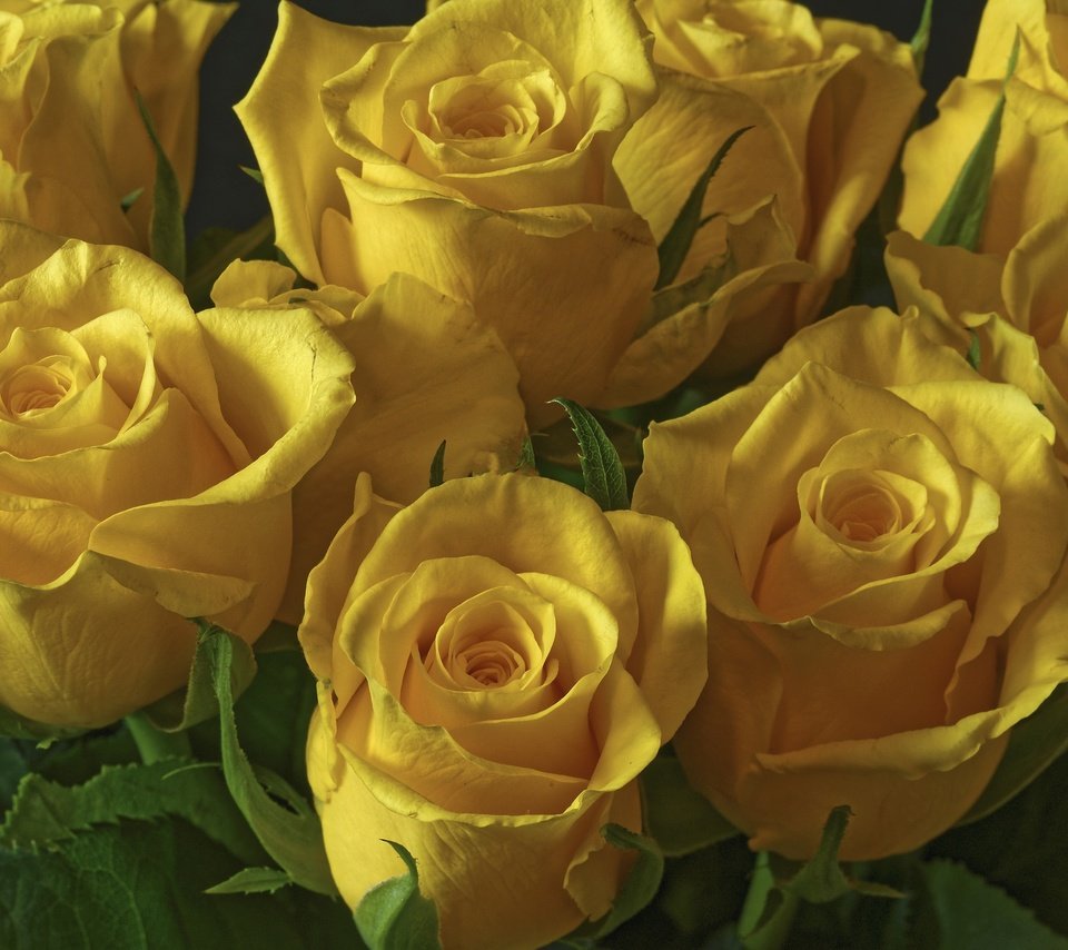 Обои цветы, розы, букет, желтые, flowers, roses, bouquet, yellow разрешение 2003x1331 Загрузить