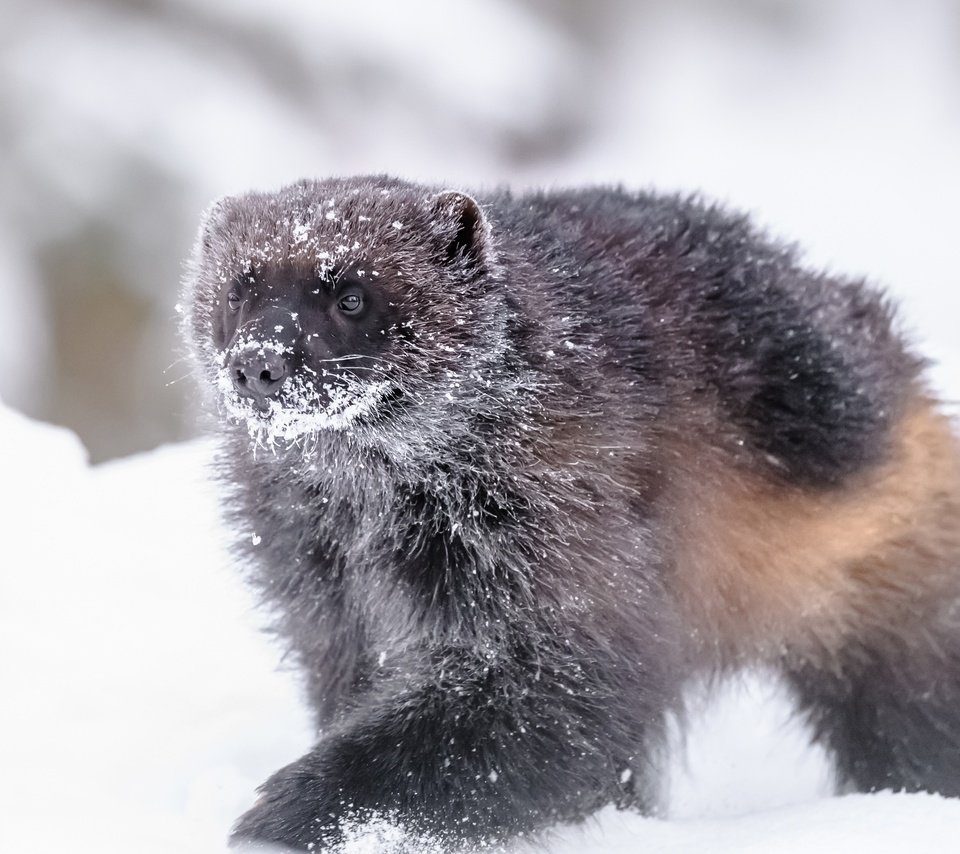 Обои снег, зима, животное, росомаха, snow, winter, animal, wolverine разрешение 5156x3200 Загрузить