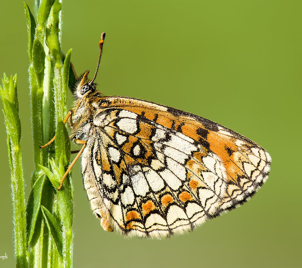 Обои природа, растения, насекомое, фон, бабочка, стебель, davide lopresti, шашечница, nature, plants, insect, background, butterfly, stem, the metalmark разрешение 2000x1333 Загрузить