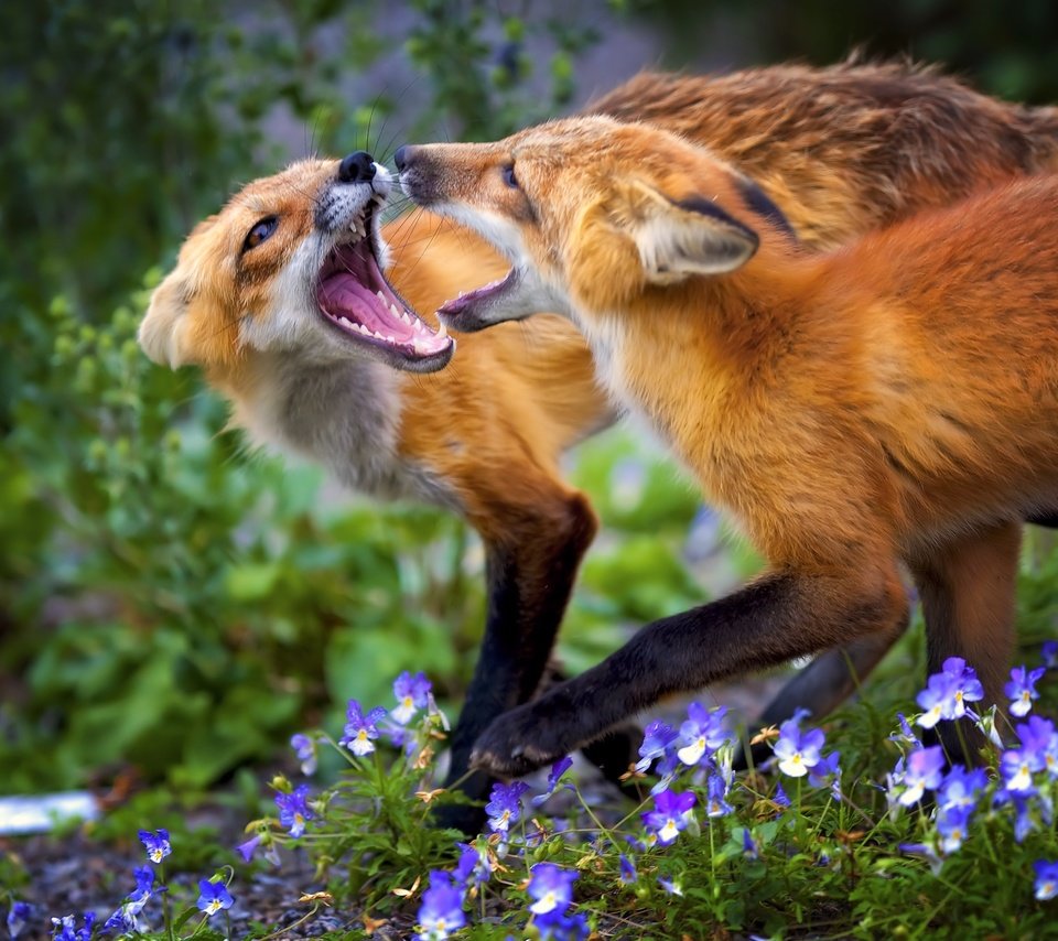 Обои цветы, трава, животные, игра, лисица, лисы, flowers, grass, animals, the game, fox разрешение 4149x2841 Загрузить