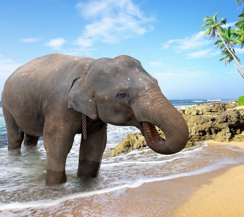 Обои море, животные, песок, пляж, слон, пальмы, купание, sea, animals, sand, beach, elephant, palm trees, bathing разрешение 1920x1200 Загрузить
