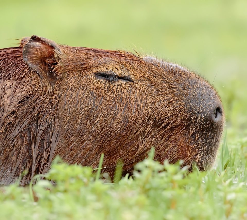 Обои природа, фон, животное, капибара, nature, background, animal, the capybara разрешение 2048x1322 Загрузить