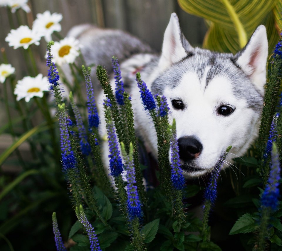 Обои цветы, трава, природа, собака, щенок, ромашки, хаски, flowers, grass, nature, dog, puppy, chamomile, husky разрешение 2048x1280 Загрузить