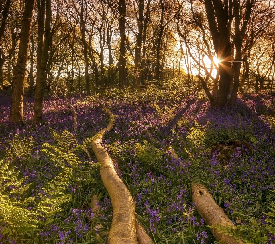 Обои свет, цветы, деревья, природа, лес, утро, солнечные лучи, light, flowers, trees, nature, forest, morning, the sun's rays разрешение 2048x1290 Загрузить