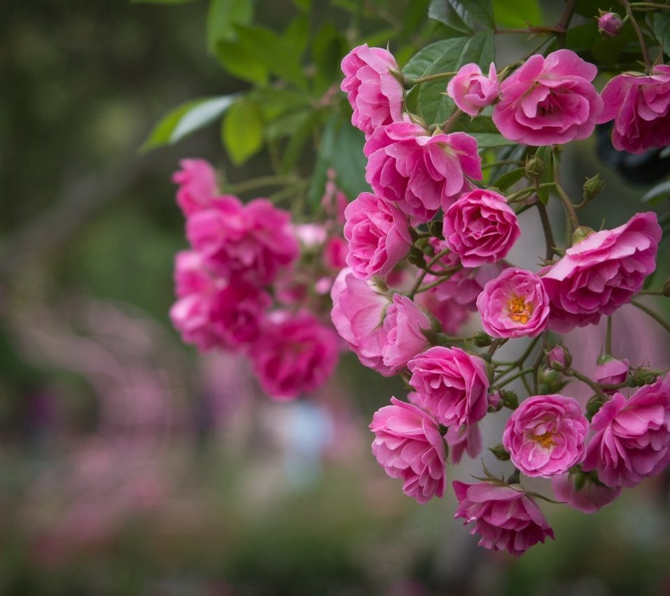 Обои цветы, розы, розовый, куст, flowers, roses, pink, bush разрешение 1920x1200 Загрузить