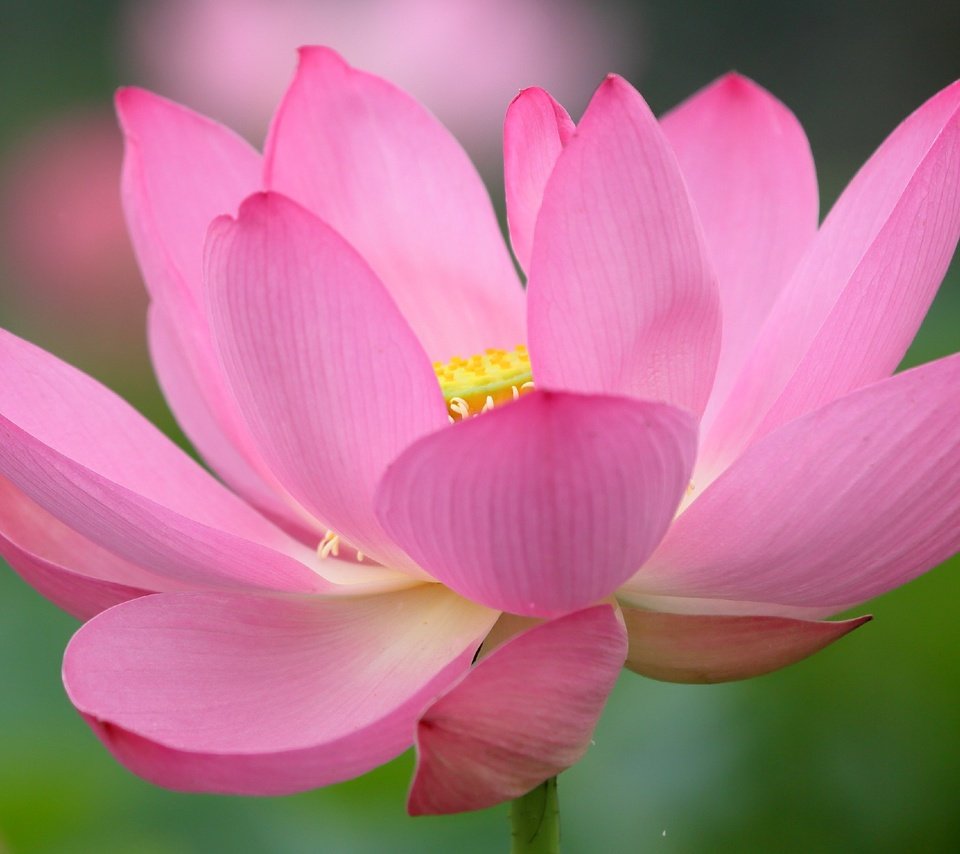Обои цветок, лепестки, лотос, розовый, flower, petals, lotus, pink разрешение 2996x1920 Загрузить
