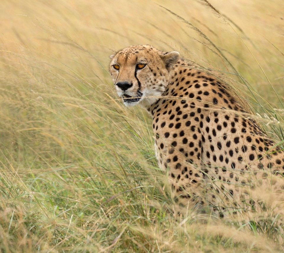 Обои трава, хищник, гепард, дикая кошка, grass, predator, cheetah, wild cat разрешение 1920x1192 Загрузить
