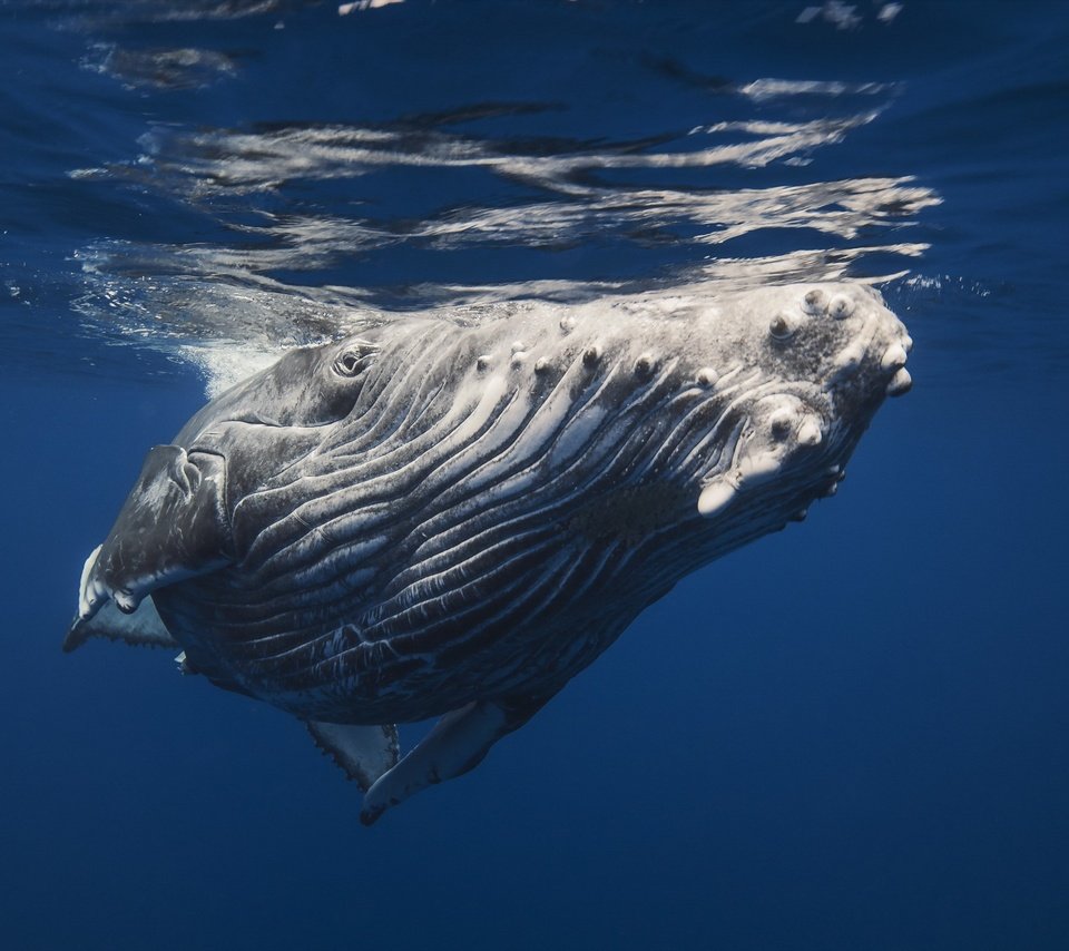 Обои кит, подводный мир, горбатый кит, kit, underwater world, humpback whale разрешение 2560x1600 Загрузить