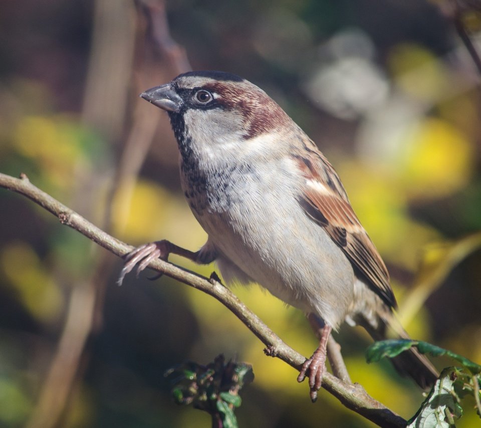 Обои ветка, птица, клюв, воробей, перья, животное, branch, bird, beak, sparrow, feathers, animal разрешение 2880x1755 Загрузить