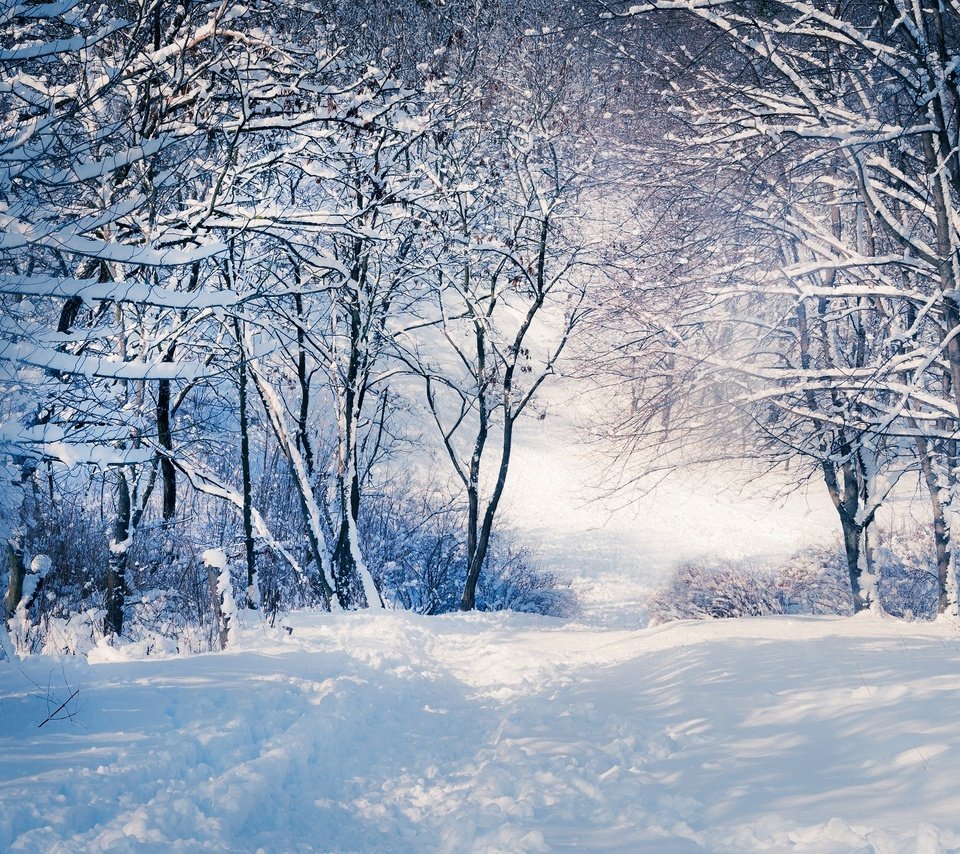 Обои деревья, снег, зима, ветки, тропинка, trees, snow, winter, branches, path разрешение 1920x1280 Загрузить