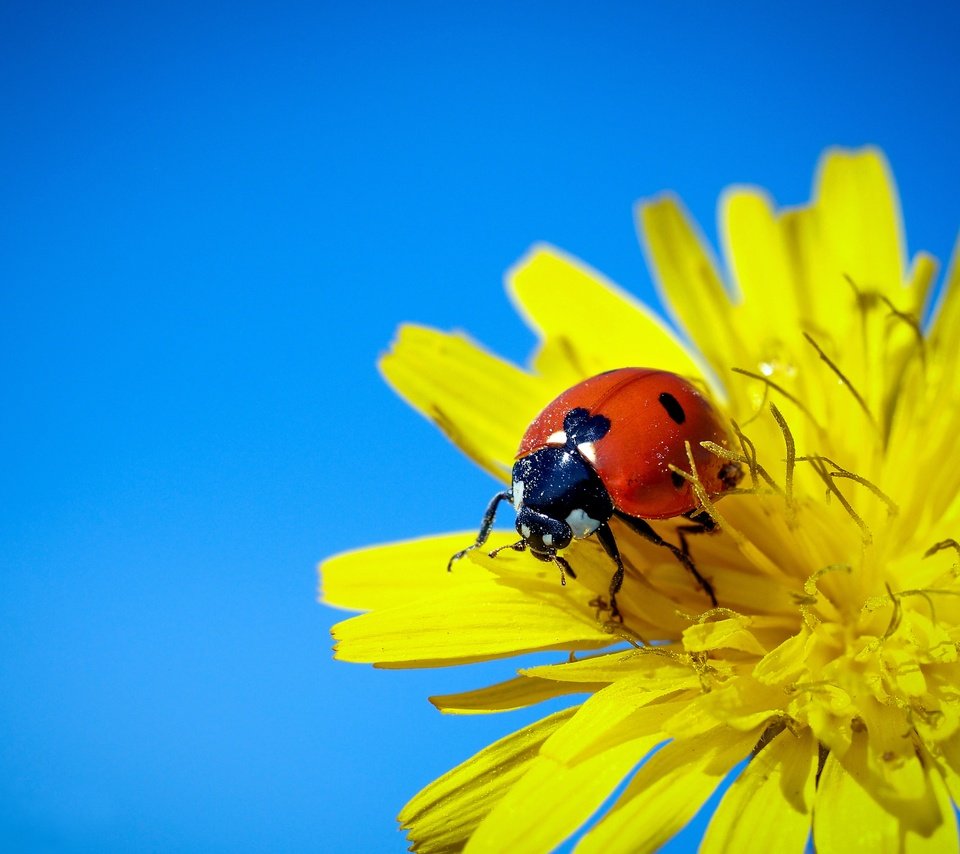 Обои небо, жук, макро, насекомое, фон, цветок, божья коровка, одуванчик, the sky, beetle, macro, insect, background, flower, ladybug, dandelion разрешение 4061x3046 Загрузить