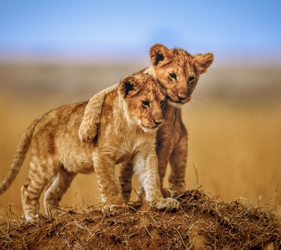 Обои львы, львята, детеныши, lions, the cubs, cubs разрешение 1920x1200 Загрузить