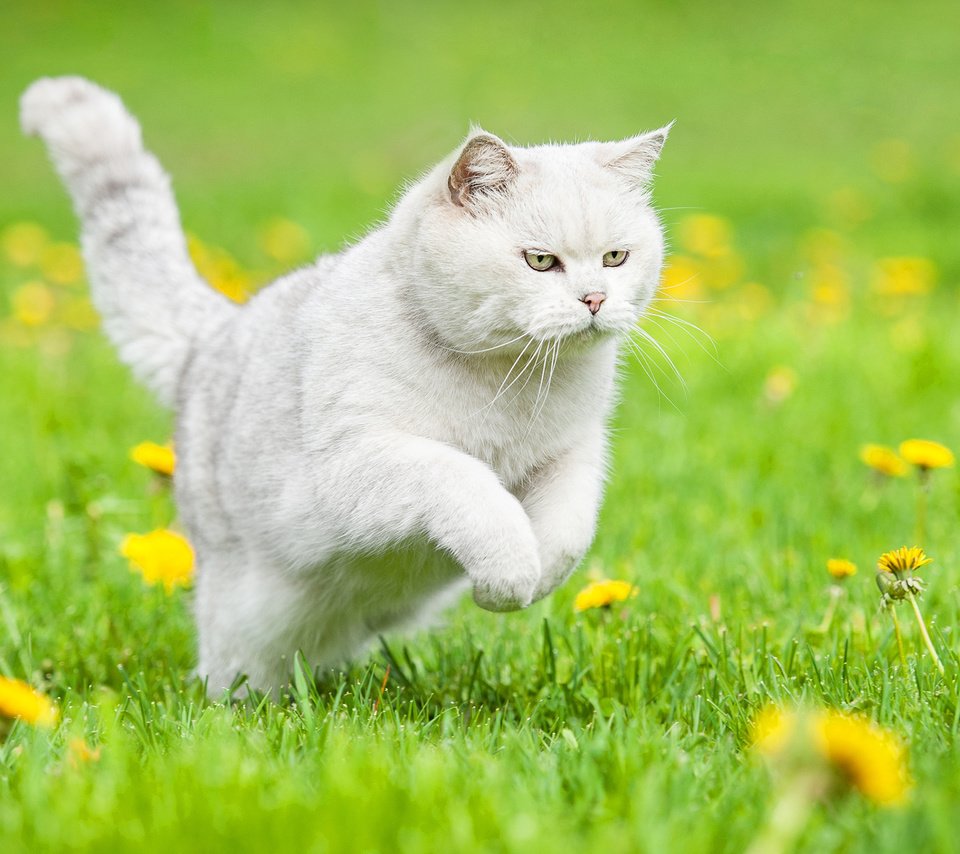 Обои цветы, трава, кошка, одуванчики, белая, британская короткошерстная, британская короткошерстная кошка, flowers, grass, cat, dandelions, white, british shorthair разрешение 2560x1600 Загрузить