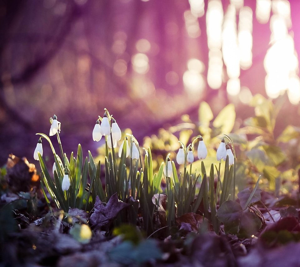 Обои цветы, весна, белые, подснежники, боке, flowers, spring, white, snowdrops, bokeh разрешение 2560x1600 Загрузить