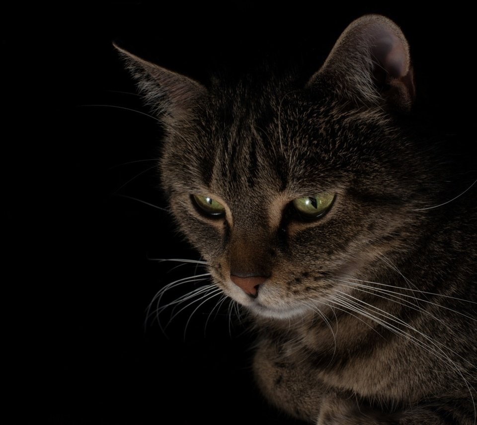 Обои кот, мордочка, кошка, взгляд, черный фон, cat, muzzle, look, black background разрешение 2240x1260 Загрузить