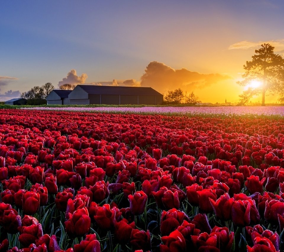 Обои цветы, поле, маки, весна, ферма, голландия, tomas morkes, flowers, field, maki, spring, farm, holland разрешение 1920x1281 Загрузить