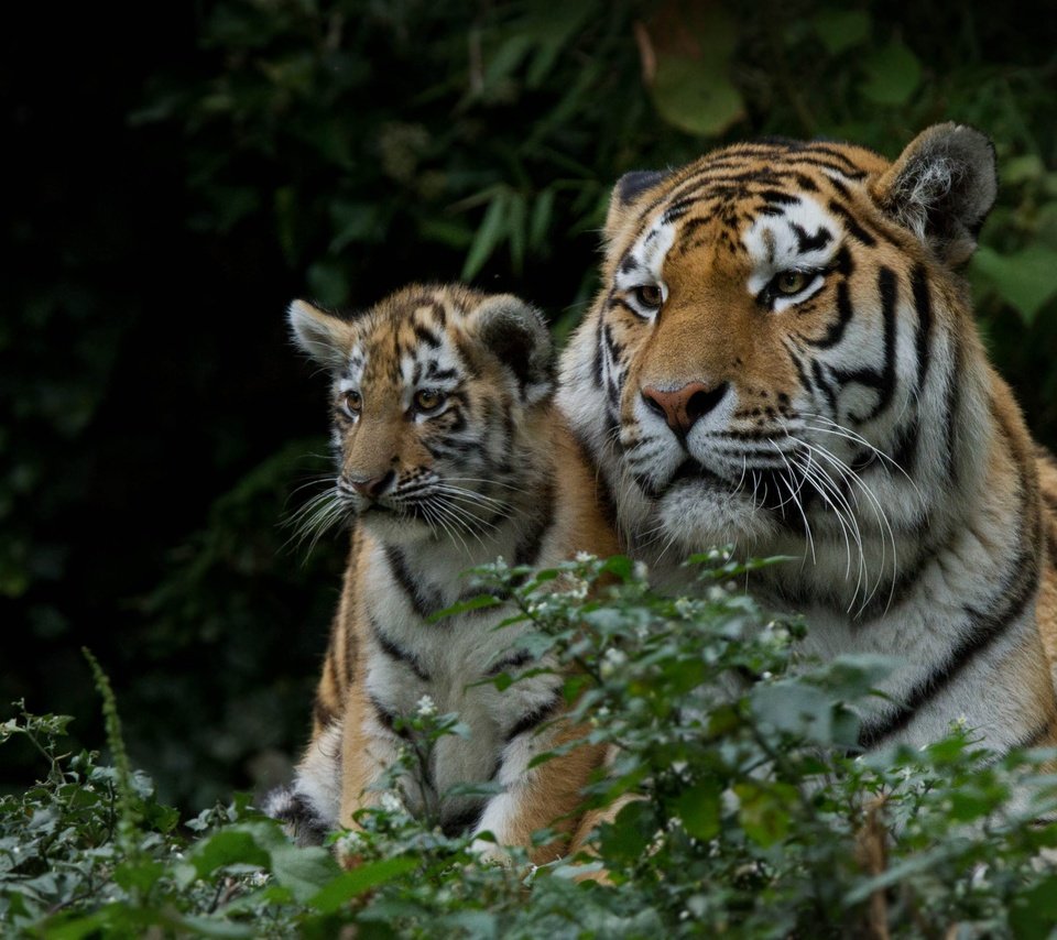 Обои хищник, большая кошка, тигренок, дикие кошки, детеныш, тигрица, тигры, predator, big cat, tiger, wild cats, cub, tigress, tigers разрешение 3764x2509 Загрузить