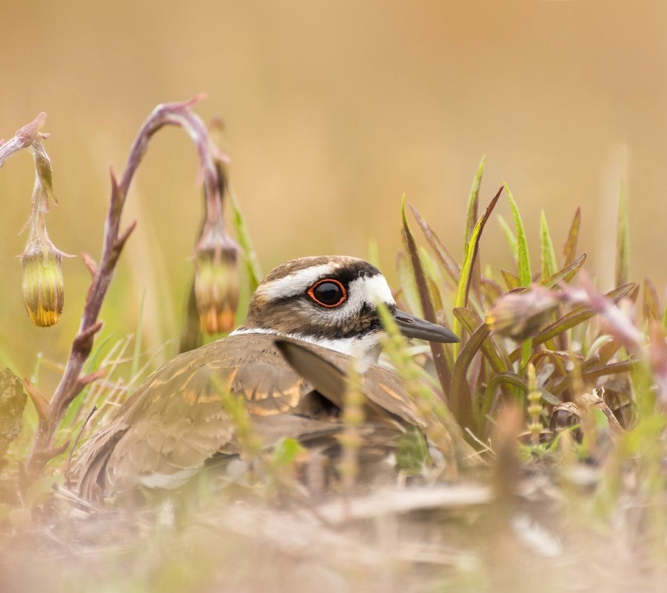 Обои цветы, трава, природа, птица, клюв, зуёк, крикливый зуёк, flowers, grass, nature, bird, beak, plover, noisy plover разрешение 2048x1275 Загрузить