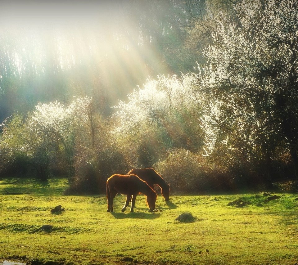 Обои трава, деревья, природа, весна, лошади, кони, солнечный свет, grass, trees, nature, spring, horse, horses, sunlight разрешение 1920x1275 Загрузить