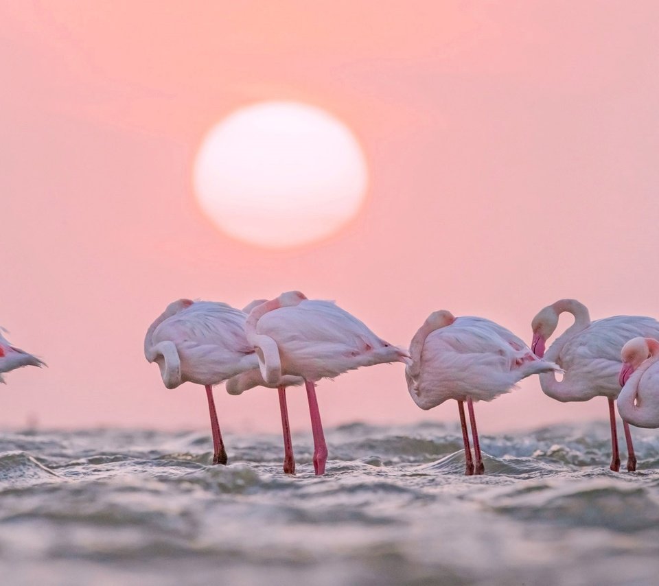 Обои вода, солнце, фламинго, африка, птицы, намибия, water, the sun, flamingo, africa, birds, namibia разрешение 1920x1200 Загрузить