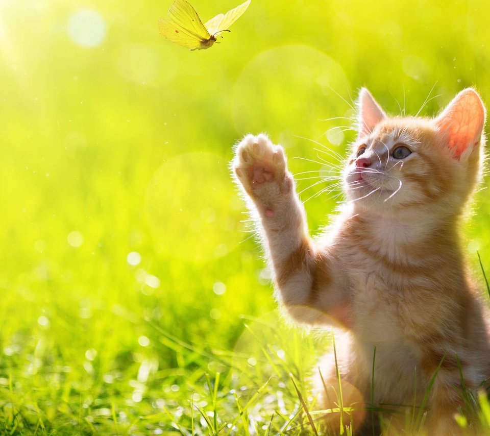 Обои трава, кот, кошка, бабочка, котенок, рыжий, лапка, grass, cat, butterfly, kitty, red, foot разрешение 1920x1200 Загрузить