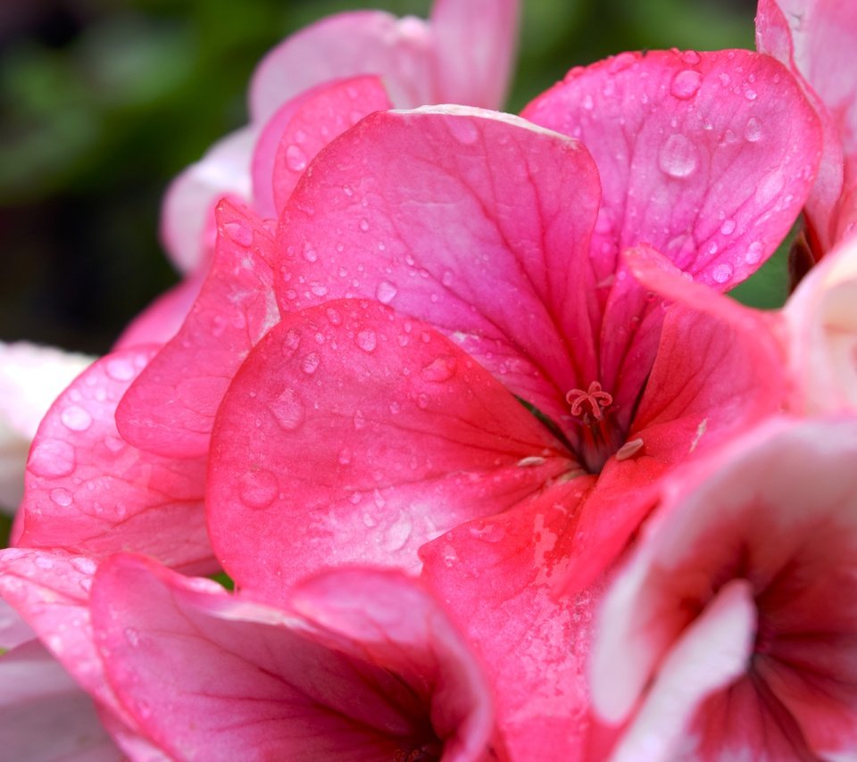 Обои цветок, лето, розовый, капли воды, герань, flower, summer, pink, water drops, geranium разрешение 6000x4000 Загрузить