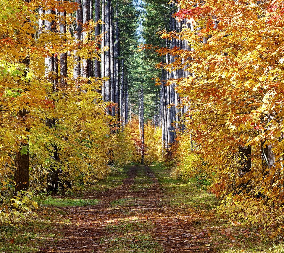 Обои дорога, деревья, лес, пейзаж, осень, road, trees, forest, landscape, autumn разрешение 1920x1200 Загрузить