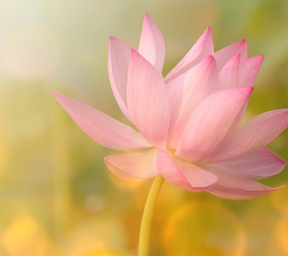 Обои цветок, лепестки, блики, лотос, розовый, flower, petals, glare, lotus, pink разрешение 1920x1200 Загрузить