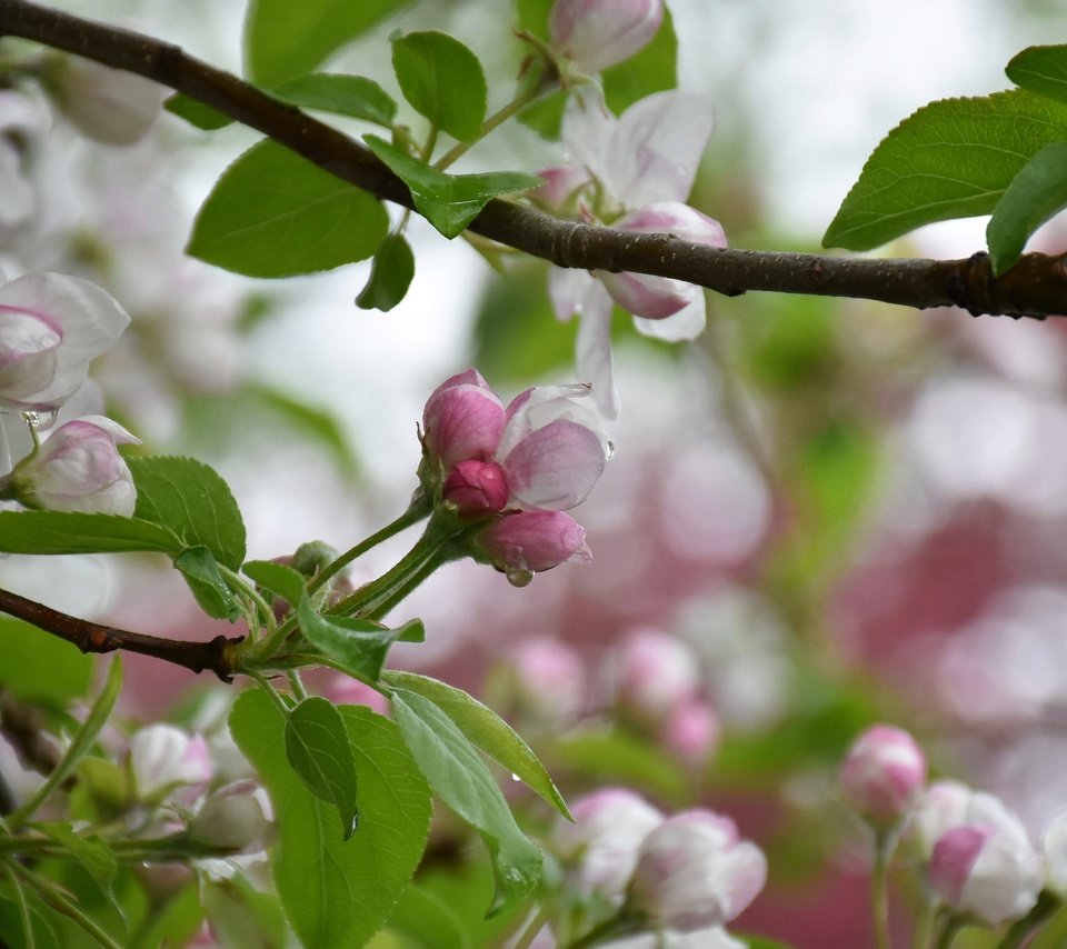 Обои дерево, цветение, весна, яблоня, tree, flowering, spring, apple разрешение 2048x1365 Загрузить