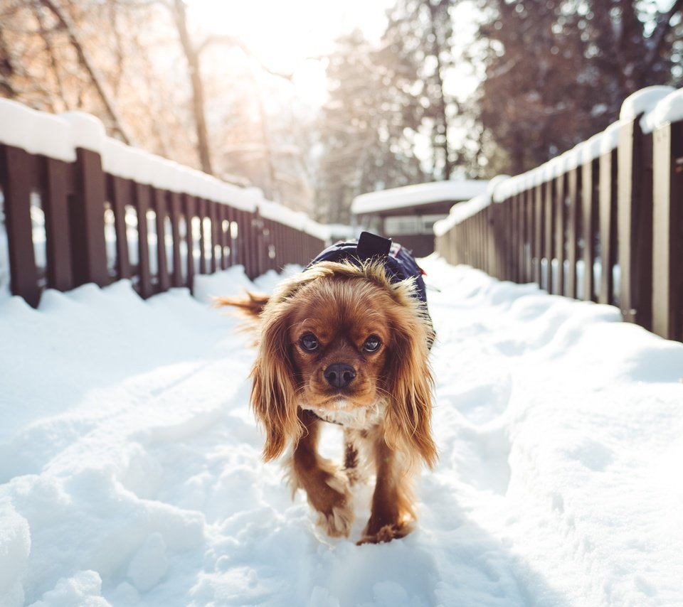 Обои снег, зима, собака, прогулка, спаниель, кокер-спаниель, snow, winter, dog, walk, spaniel, cocker spaniel разрешение 5000x3333 Загрузить