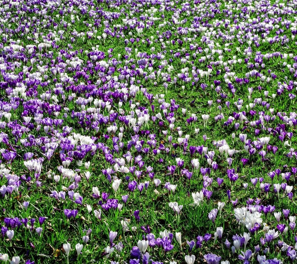 Обои цветы, трава, поляна, весна, крокусы, flowers, grass, glade, spring, crocuses разрешение 1920x1271 Загрузить
