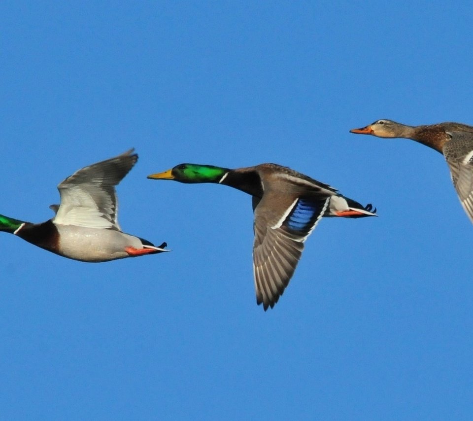 Обои небо, крылья, птицы, клюв, утки, кряква, the sky, wings, birds, beak, duck, mallard разрешение 2139x1080 Загрузить