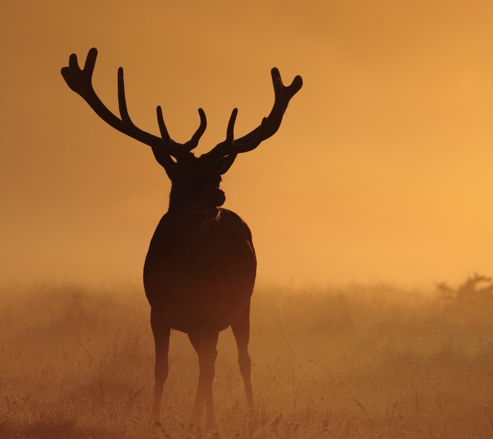 Обои ночь, природа, олень, туман, рога, night, nature, deer, fog, horns разрешение 3000x2000 Загрузить