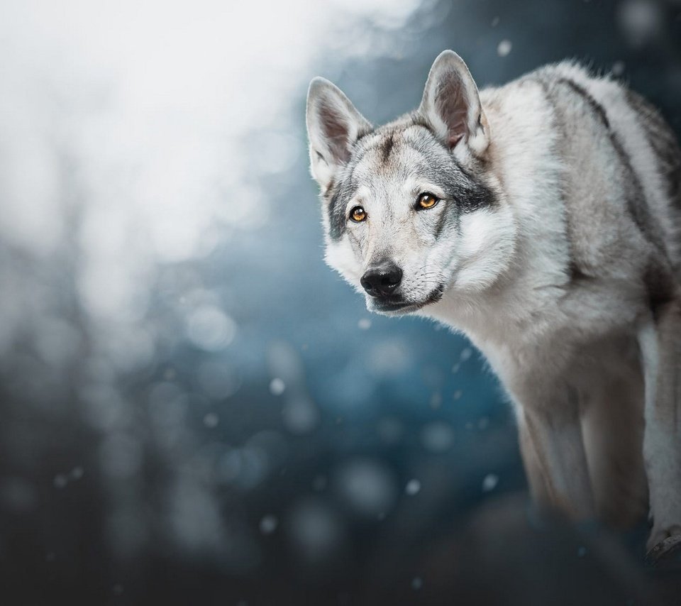 Обои снег, волчья собака, лес, зима, фон, взгляд, собака, снегопад, волчья собака сарлоса, snow, wolf dog, forest, winter, background, look, dog, snowfall, wolf dog is a sarloos passed away разрешение 2048x1152 Загрузить