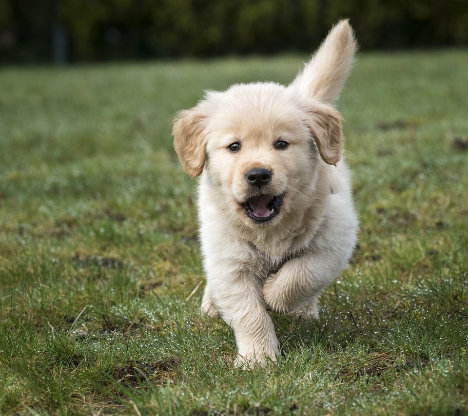 Обои трава, щенок, золотистый ретривер, grass, puppy, golden retriever разрешение 2048x1367 Загрузить