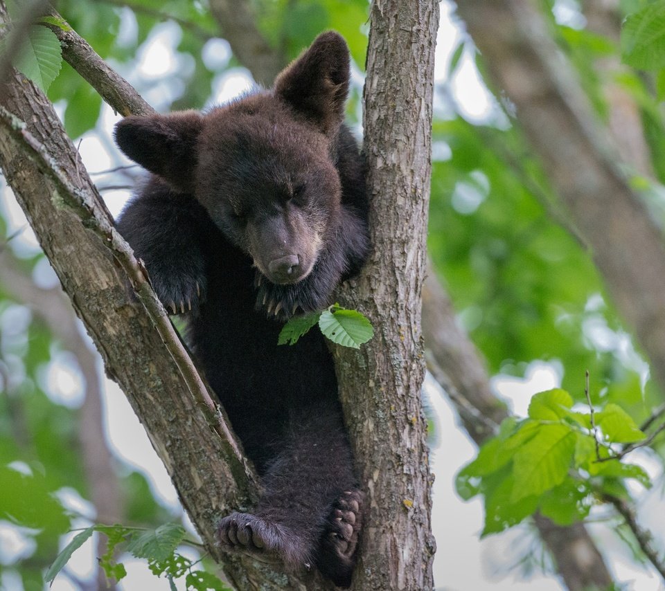 Обои дерево, листья, медведь, малыш, медвежонок, tree, leaves, bear, baby разрешение 2048x1278 Загрузить