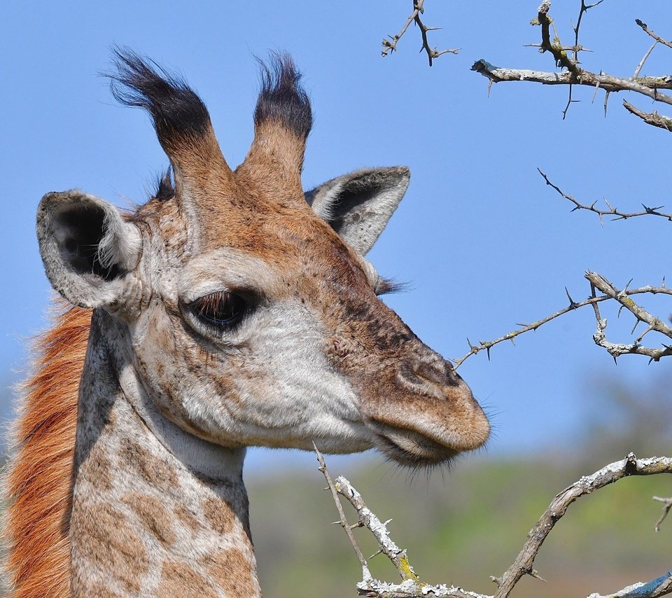 Обои морда, ветки, колючки, животное, жираф, рожки, face, branches, barb, animal, giraffe, horns разрешение 4669x3113 Загрузить