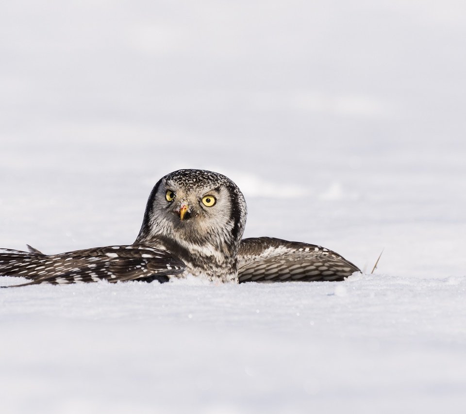 Обои сова, снег, зима, крылья, птица, ястребиная сова, owl, snow, winter, wings, bird, hawk owl разрешение 2048x1284 Загрузить