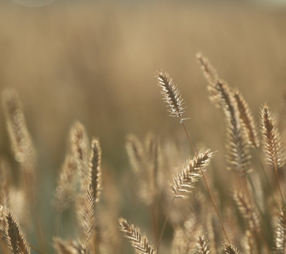 Обои трава, фон, лето, колоски, травинки, ко, grass, background, summer, spikelets, to разрешение 1920x1280 Загрузить