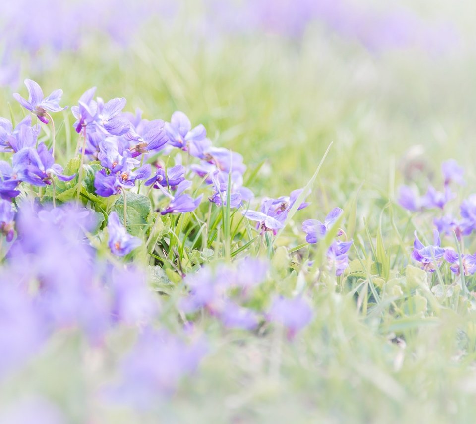 Обои цветы, трава, размытость, весна, фиалки, фиалка, flowers, grass, blur, spring, violet разрешение 2048x1367 Загрузить
