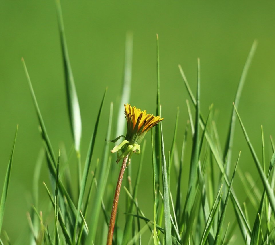 Обои трава, зелень, цветок, одуванчик, grass, greens, flower, dandelion разрешение 1920x1280 Загрузить