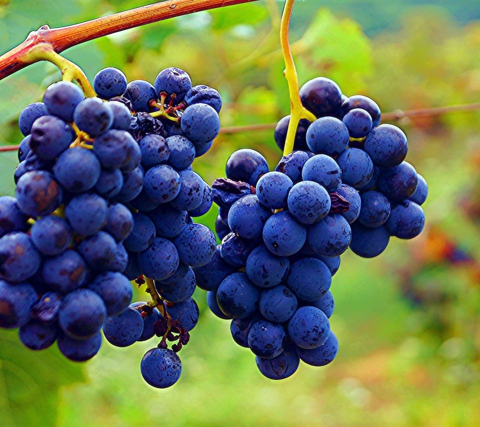 Обои листья, виноград, ягоды, грозди, leaves, grapes, berries, bunches разрешение 2048x1363 Загрузить